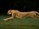 cheetah running