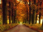 Autumn Road