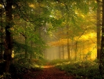 Sunbeams in Forest
