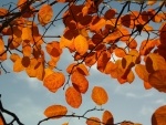 Golden-Brown- Autumn Leaves