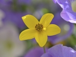 Purple and yellow