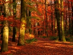 autumn in forest