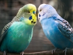 Budgies