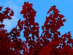 Red Branches, Blue Sky