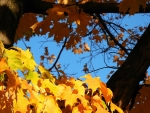 Golden Leaves, Blue Sky