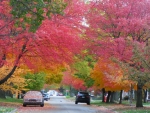 Autumn Avenue