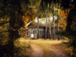 Log Cabin on the Forest