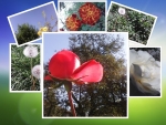 Collage of flowers