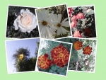 Collage of flowers