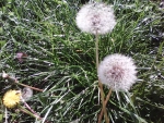 Dandelion