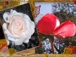 White and red rose