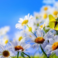 Pretty daisies & a butterfly