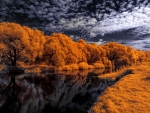 Autumn Trees Under a Cloudy Sky