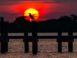 Bird on the Bridge Against the Backdrop of the Rising Sun