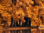 Autumn Trees by the Pond
