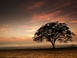 Lonely tree