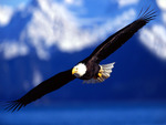 An Eagle On Final Approach