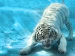 tiger in the water