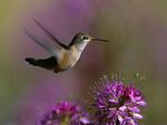 tn Broad Tailed20Hummingbird.jpg