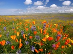 flowers field