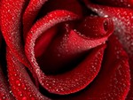 Red rose