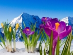 Crocus in snow