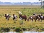   ~ Horses Out Grazing ~