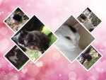 Collage of cats