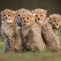 Baby Cubs