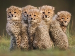 Baby Cubs