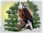 EAGLE IN A TREE