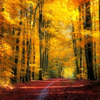 Walk in autumn forest