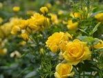 Yellow roses