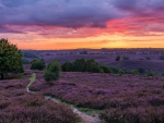 Lavender Fields in Netherlands