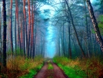 Dirt Road in Forest