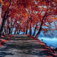 Autumn Road