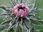 iced flower