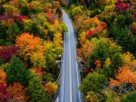 Autumn Road