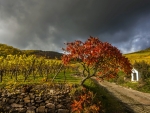 Autumn Vineyard