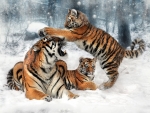 Tigers Playing in The Snow