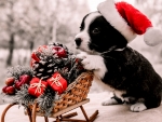 Christmas Puppy Shopping