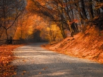 Autumn way