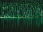 Green Forest Reflection