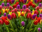 Tulips