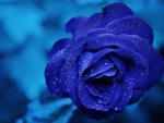 blue rose