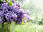 lilac