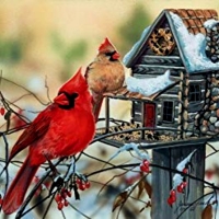 Sunshine Cardinal Rustic House