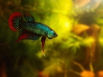 Betta Fish Female