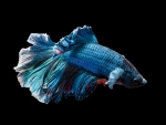 Blue Betta Fish