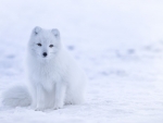 Arctic fox